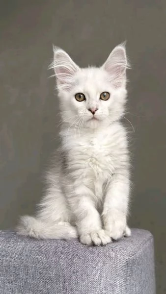 Maine coon cuccioli | Foto 0