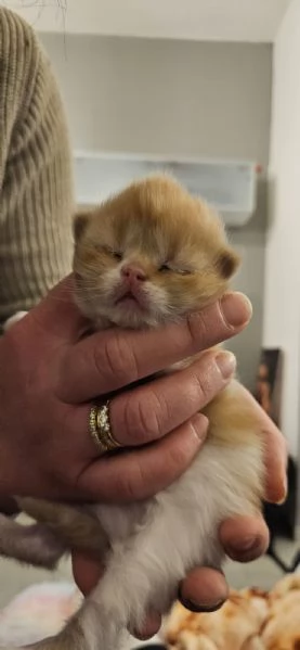 Cuccioli di gatto persiano