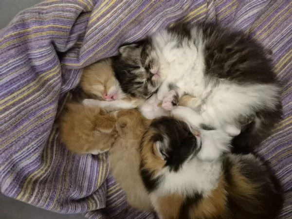 Cuccioli di gatto persiano | Foto 4