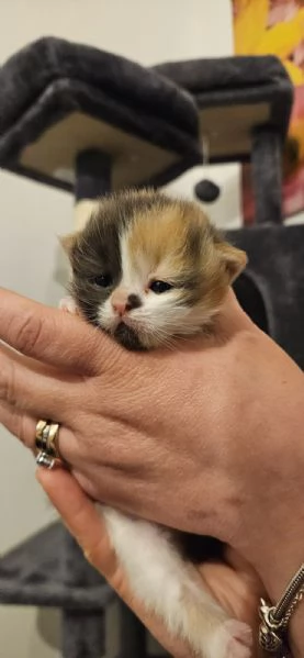 Cuccioli di gatto persiano | Foto 2