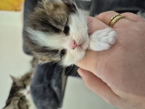 Cuccioli di gatto persiano  | Foto 3