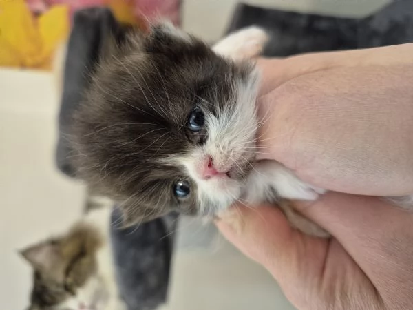 Cuccioli di gatto persiano  | Foto 2