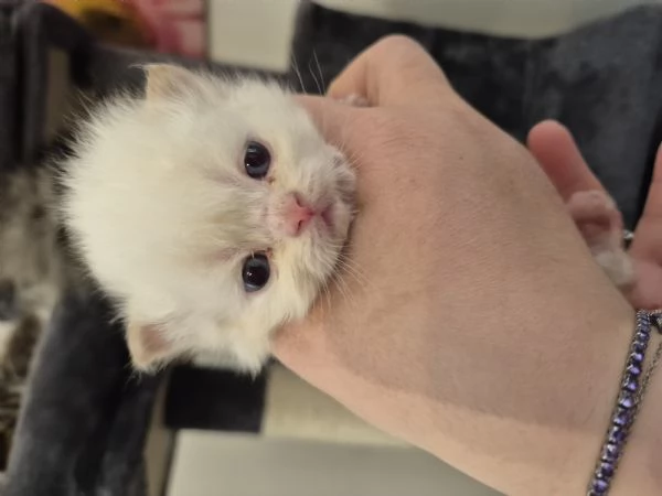 Cuccioli di gatto persiano  | Foto 0