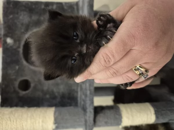 Cuccioli di gatto persiano 