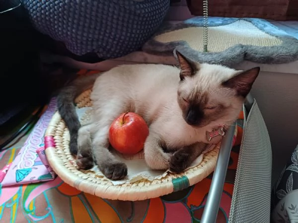 Gattina siamese. Eta 9 mesi