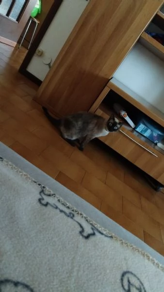 Gattina siamese. Eta 9 mesi | Foto 0