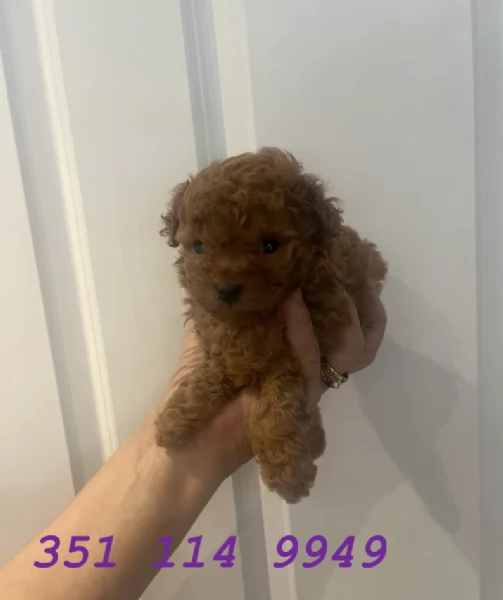 Regala un cucciolo di barboncino maschio e uno femmina | Foto 1