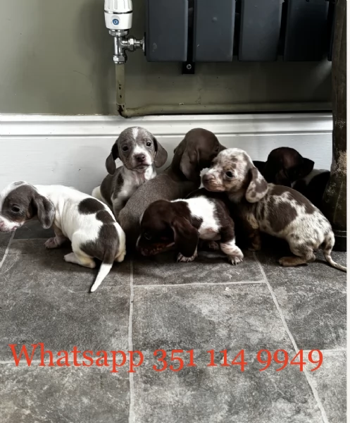 Regala un cucciolo di Bassotto maschio e uno femmina | Foto 1