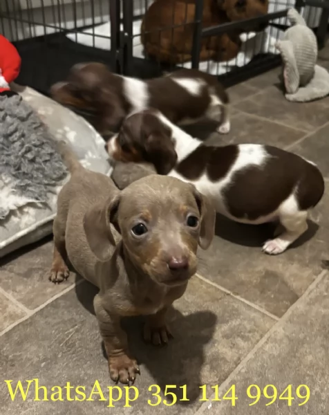 Regala un cucciolo di Bassotto maschio e uno femmina