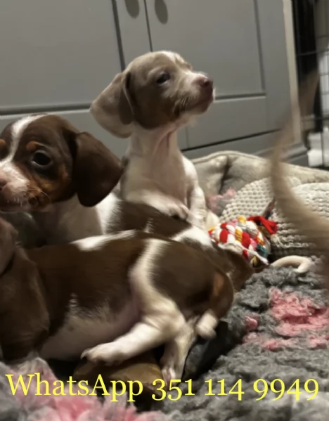 Regala un cucciolo di Bassotto maschio e uno femmina | Foto 1