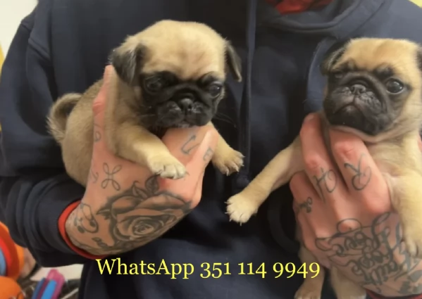 Regala un cucciolo di Carlino maschio e uno femmina | Foto 1