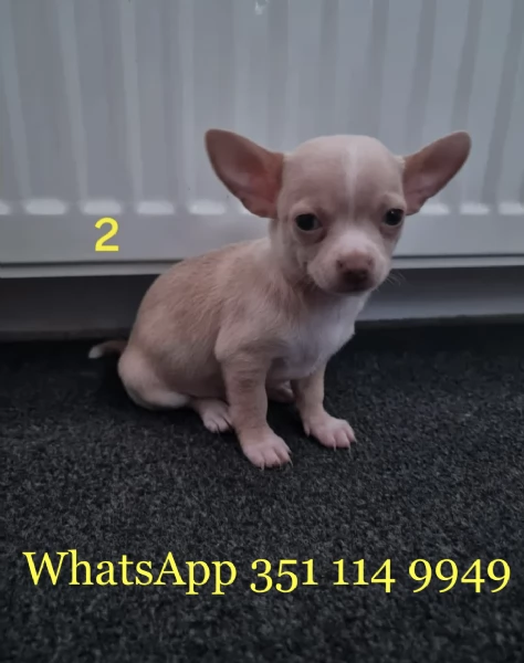 Regala un cucciolo di Chihuahua maschio e uno femmina | Foto 1