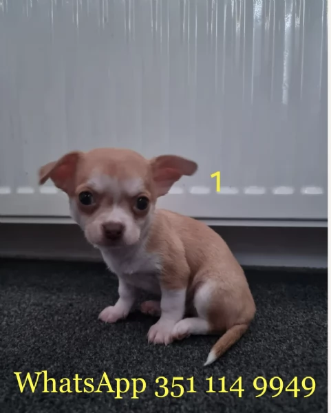 Regala un cucciolo di Chihuahua maschio e uno femmina | Foto 0
