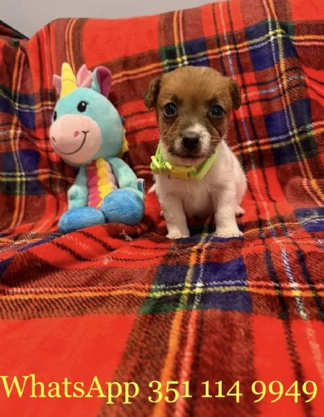 Regala un cucciolo di Jack Russel maschio e uno femmina | Foto 1