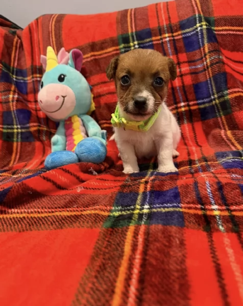 Regala un cucciolo di Jack Russel maschio e uno femmina | Foto 0