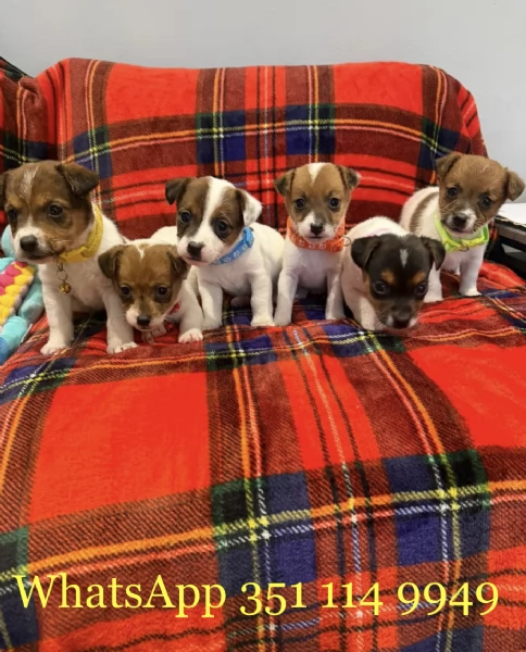 Regala un cucciolo di Jack Russel maschio e uno femmina