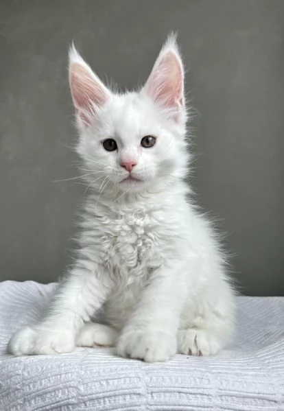 Maine Coon, Gattini di Razza Purezza  Disponibili Subito! | Foto 0