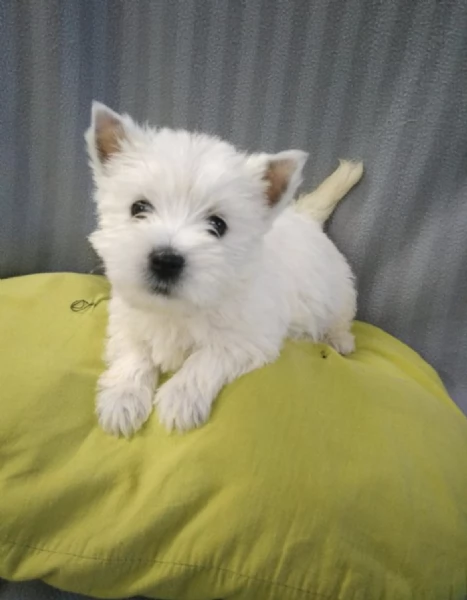  REGALO  WEST HIGHLAND  | Foto 0