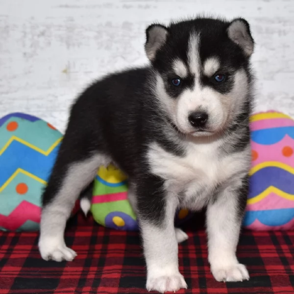 REGALO HUSKY | Foto 0