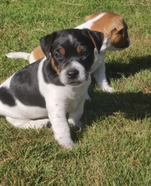   REGALO JACK RUSSEL