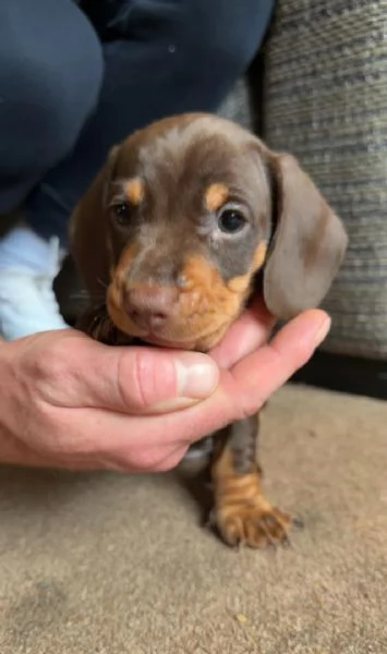 Splendidi cuccioli di Bassotto | Foto 1