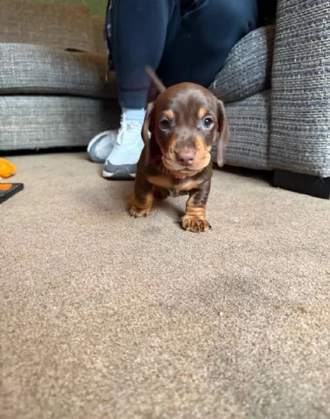 Splendidi cuccioli di Bassotto | Foto 3