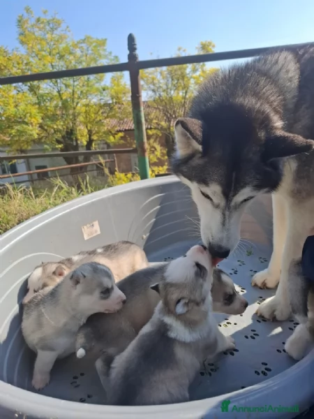 Cuccioli di Siberian Husky disponibili