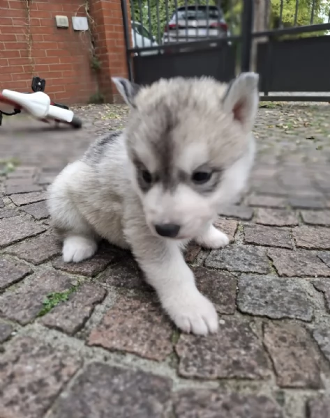  Siberian Husky disponibili! | Foto 0