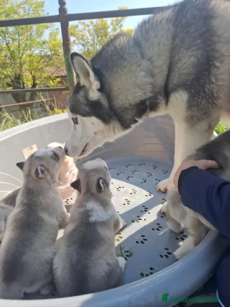 Cuccioli Siberian Husky disponibili