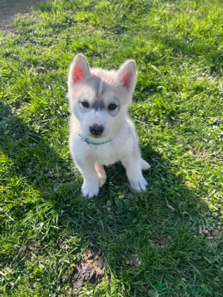 Siberian Husky ,2 femmine e 2 maschi  | Foto 0