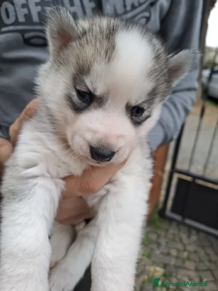 Siberian Husky ,2 femmine e 2 maschi 