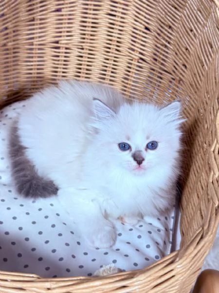 Gattino Ragdoll