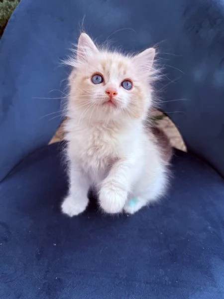 gattino ragdoll | Foto 3