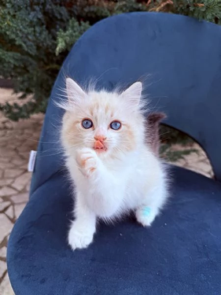 gattino ragdoll