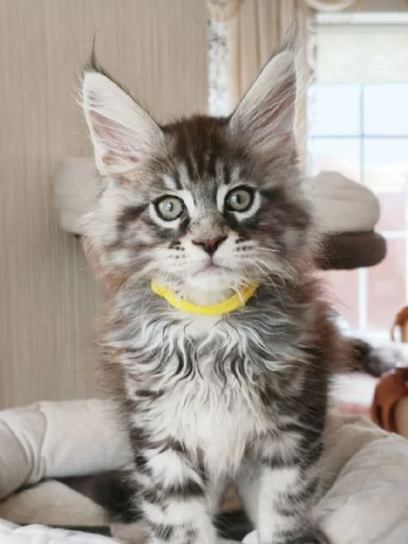 cuccioli di Maine Coon