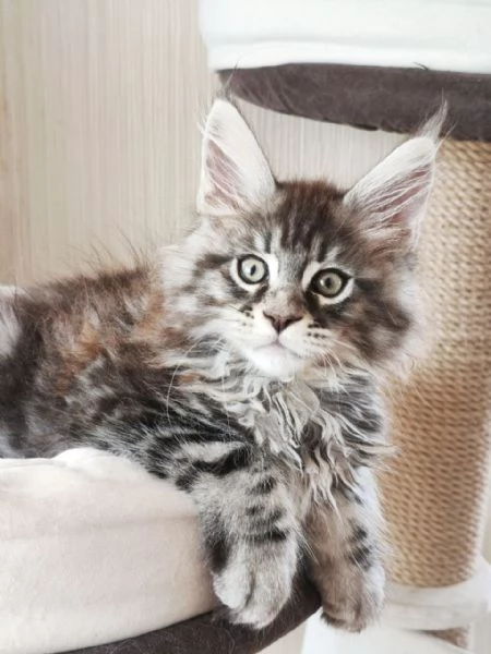 Gattini Maine Coon | Foto 1