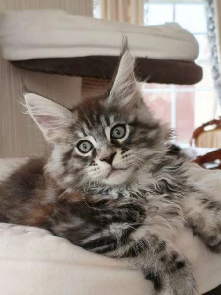 Gattini Maine Coon | Foto 0