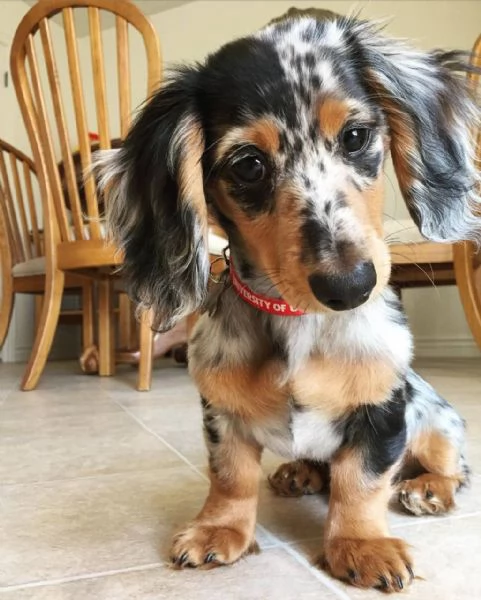 cuccioli di bassotto | Foto 1