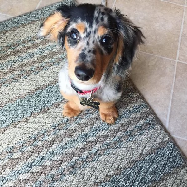 cuccioli di bassotto