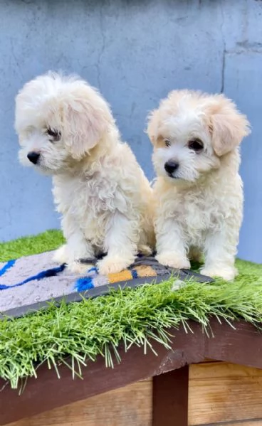 Cuccioli di Maltese