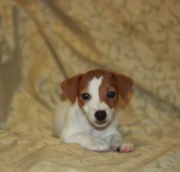 cuccioli di Jack Russell | Foto 3