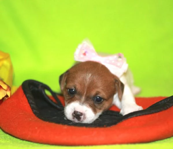 cuccioli di Jack Russell | Foto 0