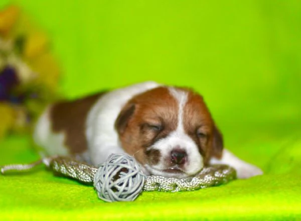 cuccioli di Jack Russell