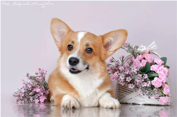 Jack Russell | Foto 0