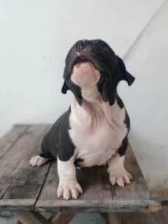 cuccioli di bulldog inglese | Foto 2
