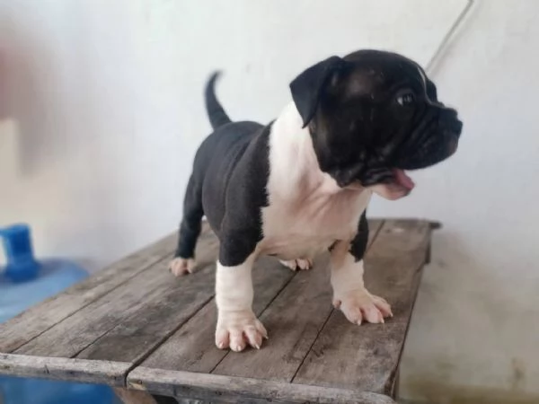 cuccioli di bulldog inglese | Foto 0