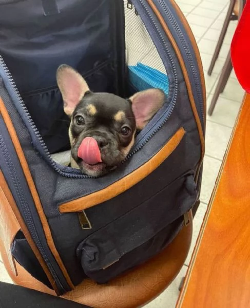 cuccioli di bulldog francese | Foto 2