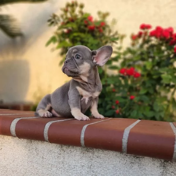 cuccioli di bulldog francese | Foto 1