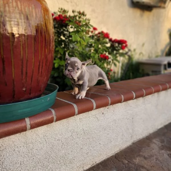 cuccioli di bulldog francese | Foto 0