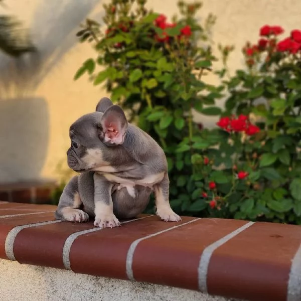 cuccioli di bulldog francese